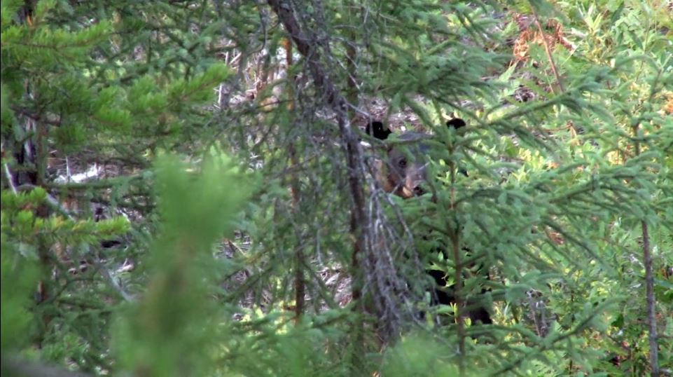 Black Bear in Woods Lost Lake Lodge